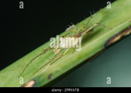 Oxyopes javanus Throll auf den Blättern kann springen, um Beute zu fangen. Stockfoto