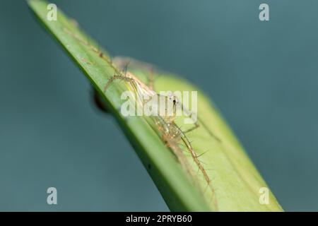 Oxyopes javanus Throll auf den Blättern kann springen, um Beute zu fangen. Stockfoto