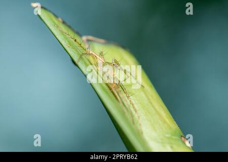 Oxyopes javanus Throll auf den Blättern kann springen, um Beute zu fangen. Stockfoto