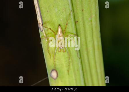 Oxyopes javanus Throll auf den Blättern kann springen, um Beute zu fangen. Stockfoto