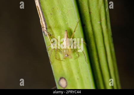Oxyopes javanus Throll auf den Blättern kann springen, um Beute zu fangen. Stockfoto