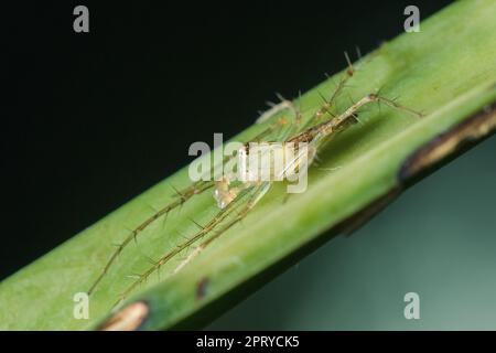 Oxyopes javanus Throll auf den Blättern kann springen, um Beute zu fangen. Stockfoto