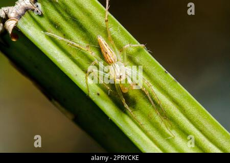 Oxyopes javanus Throll auf den Blättern kann springen, um Beute zu fangen. Stockfoto