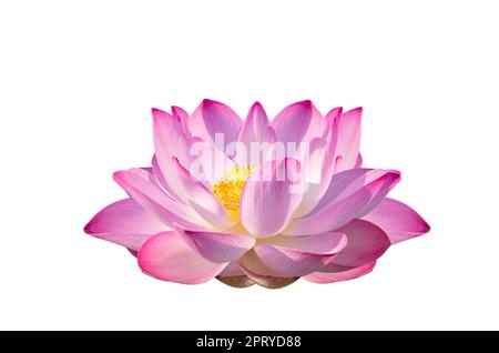 Lotus Pink White Flowers Bloom isolieren Stockfoto