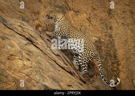 Leopard klettert steil nach oben und hebt die Pfote Stockfoto