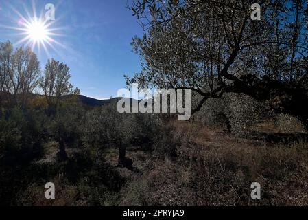 Feld von hundertjährigen Olivenbäumen bereit für die Ernte. Traditionelle mediterrane Landwirtschaft. Blauer Himmel Stockfoto