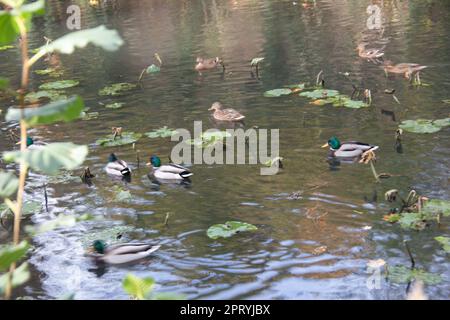 Eine Gruppe von Enten auf Wasser mit Wasserlillen Stockfoto