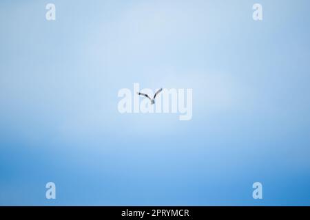 Roter Seeadler, der am Himmel fliegt Stockfoto