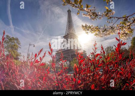 Eiffelturm im Frühling in Paris, Frankreich Stockfoto