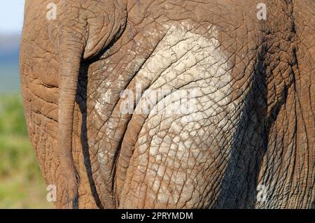 Afrikanischer Buschelefant (Loxodonta africana), ausgewachsenes Tier, Nahaufnahme von Heck und Schwanz, Hautdetails, Addo Elephant National Park, Ostkap, Südafrika Stockfoto