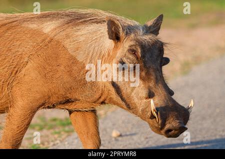 Gemeines Warzenschwein (Phacochoerus africanus), ausgewachsenes Tier, das die geteerte Straße überquert, Nahaufnahme, Addo Elephant Nationalpark, Ostkap, Südafrika Stockfoto