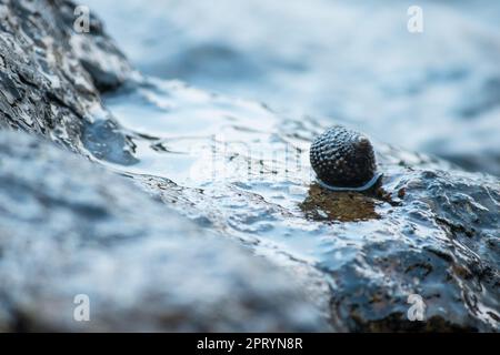 Muscheln auf den Felsen im Meer Stockfoto