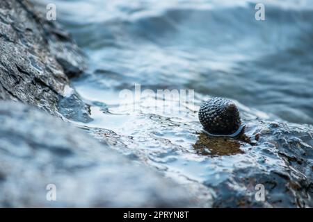 Muscheln auf den Felsen im Meer Stockfoto