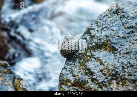 Muscheln auf den Felsen im Meer Stockfoto