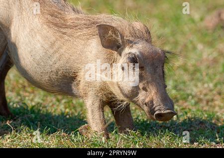 Gemeines Warzenschwein (Phacochoerus africanus), Jungtier, das sich von Gras nährt, Addo-Elefanten-Nationalpark, Ostkap, Südafrika, Afrika Stockfoto