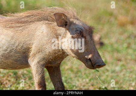 Gemeines Warzenschwein (Phacochoerus africanus), Jungtiere, die sich von Gras ernähren, Addo Elephant National Park, Ostkap, Südafrika, Afrika Stockfoto