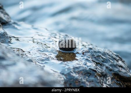 Muscheln auf den Felsen im Meer Stockfoto