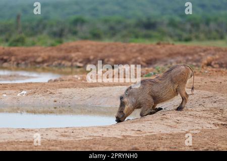 Gemeines Warzenschwein (Phacochoerus africanus), männlicher Knien beim Trinken am Wasserloch, Addo Elephant-Nationalpark, Ostkap, Südafrika, Stockfoto