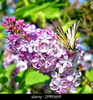 Ein wunderschöner Schmetterling, seltener Schwalbenschwanz, sitzt auf Fliederblüten in einem Frühlingsgarten vor einem grünen Hintergrund Stockfoto