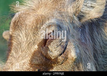Gemeines Warzenschwein (Phacochoerus africanus), ausgewachsenes Tier, Kopf aus nächster Nähe, Augen- und Hautdetails, Addo Elephant-Nationalpark, Ostkap, Südafrika, Stockfoto