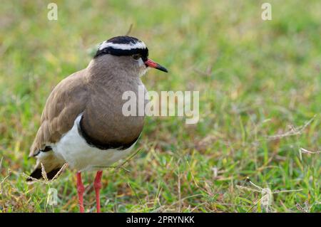 Crowned Lapwing (Vanellus coronatus), ausgewachsener Vogel, der auf dem Boden der Savanne ruht, Addo Elephant National Park, Ostkap, Südafrika, Afrika Stockfoto