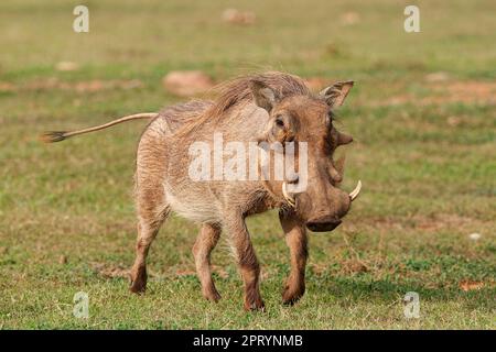 Gemeines Warzenschwein (Phacochoerus africanus), ausgewachsenes Tier, Wandern im Grasland, Addo Elephant National Park, Ostkap, Südafrika, Afrika Stockfoto