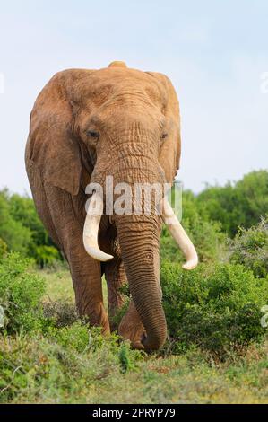 Afrikanischer Buschelefant (Loxodonta africana), männlicher Erwachsener mit langen Stoßzähnen und Funkhalsfütterung von Gras, Addo Elephant-Nationalpark, Ostkap, Stockfoto