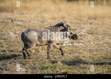 Warthog (Phacochoerus africanus), Seitenansicht des Tieres, das nach rechts geht. Kwando River, Bwabwata Nationalpark, Namibia, Afrika Stockfoto