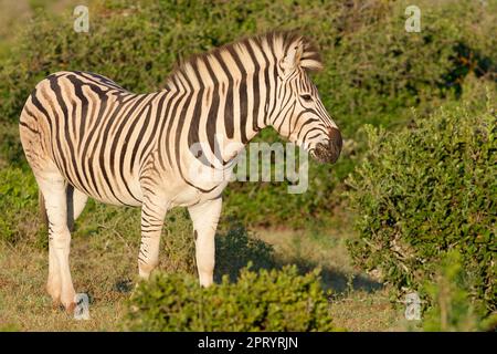 Burchells Zebra (Equus quagga burchellii), ausgewachsene Tierfütterung von Gras im Morgenlicht, Addo Elephant National Park, Ostkap, Südafrika Stockfoto