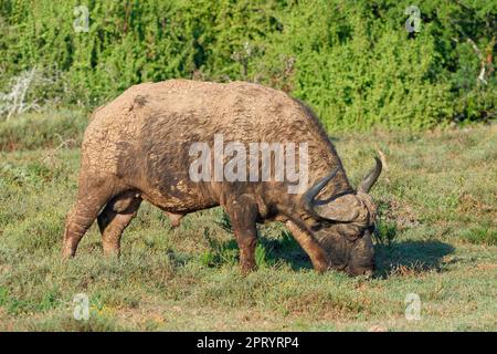 Cape Buffalo (Syncerus Caffer Caffer Caffer), erwachsener Mann bedeckt mit trockenem Schlamm, der sich auf Gras ernährt, Addo Elephant National Park, Ostkap, Südafrika, Afrika Stockfoto
