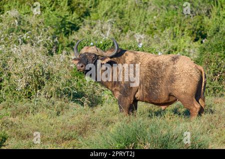 Cape Buffalo (Syncerus Caffer Caffer Caffer), erwachsener Mann bedeckt mit trockenem Schlamm, der sich auf Gras ernährt, Addo Elephant National Park, Ostkap, Südafrika, Afrika Stockfoto
