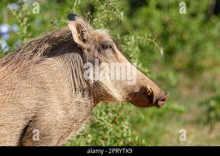 Gemeines Warzenschwein (Phacochoerus africanus), ausgewachsenes Tier, Profilporträt, Addo Elephant National Park, Ostkap, Südafrika, Afrika Stockfoto