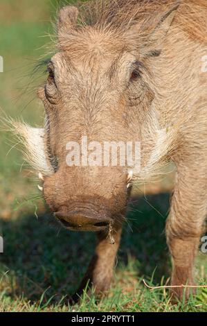Gemeine Warzenschweine (Phacochoerus africanus) Futtersuche, Nahaufnahme des Kopfes, Tierporträt, Addo-Elefanten-Nationalpark, Ostkap, Südafrika, Stockfoto