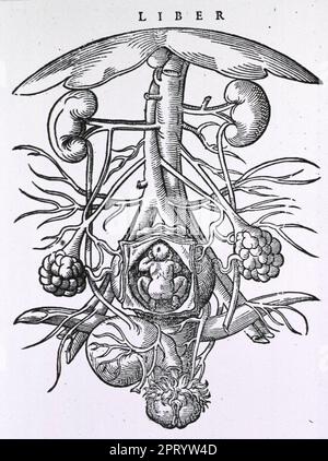 Das Weibliche Urogenitalsystem Stockfoto