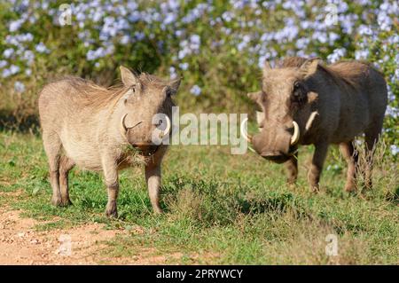 Gemeine Warzenschweine (Phacochoerus africanus), zwei ausgewachsene Tiere, die am Straßenrand forschen, Addo Elephant National Park, Ostkap, Südafrika Stockfoto