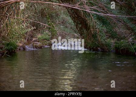 Kleiner Wasserfall in einem Gebirgsfluss an einem sonnigen Tag. Schilfbögen, Vegetation, Solitär, kristallklares Wasser, transparent, Sonnenschein, Steine Stockfoto