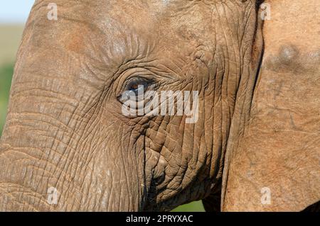 Afrikanischer Buschelefant (Loxodonta africana), männlicher Erwachsener, Nahaufnahme des Kopfes, Tierporträt, Detail, Addo Elephant National Park, Ostkap, Stockfoto