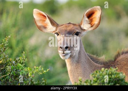 Großkudu (Tragelaphus strepsiceros), Erwachsene Frau, die hinter den Büschen steht, Kopfschuss, Addo Elephant National Park, Ostkap, Südafrika, Stockfoto
