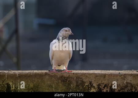 Weiß-schwarz gefleckte Felsentaube oder Felsentaube, die an der Wand eines Gebäudes in städtischer Umgebung sitzt. Stockfoto