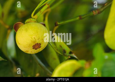 Mangosteen auf dem Baum ist eine lokale thailändische Frucht. Der Geschmack ist süß, sauer und hat einen milden Geschmack. Stockfoto