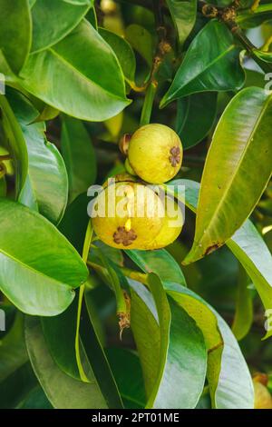 Mangosteen auf dem Baum ist eine lokale thailändische Frucht. Der Geschmack ist süß, sauer und hat einen milden Geschmack. Stockfoto