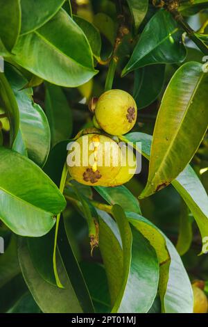 Mangosteen auf dem Baum ist eine lokale thailändische Frucht. Der Geschmack ist süß, sauer und hat einen milden Geschmack. Stockfoto