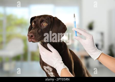 Der Berufstierarzt, der den Hund impft, in der Klinik, Nahaufnahme Stockfoto