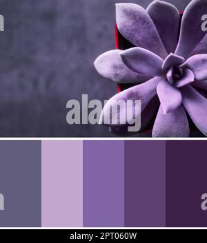 Farbpalette passend zum Foto des schönen echeveria, Nahaufnahme Stockfoto