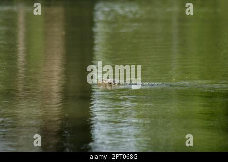 Varanus Salvato im Wasser ist ein schreckliches Reptil Stockfoto