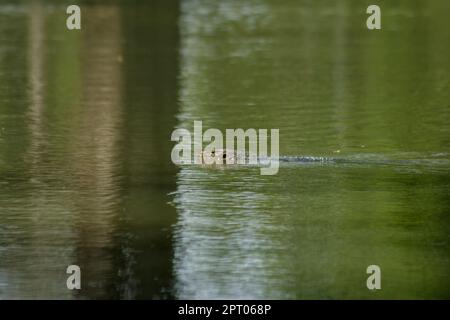 Varanus Salvato im Wasser ist ein schreckliches Reptil Stockfoto