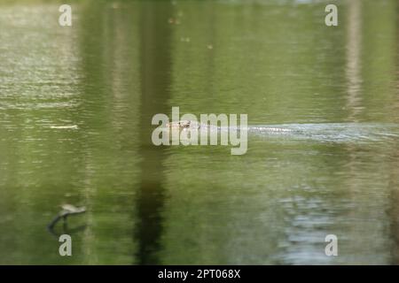 Varanus Salvato im Wasser ist ein schreckliches Reptil Stockfoto