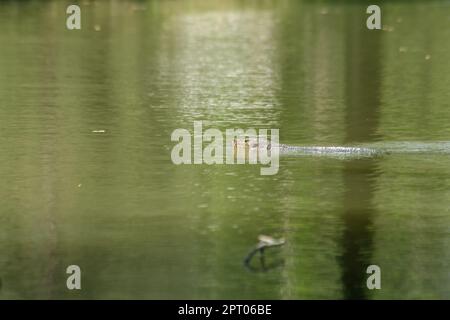 Varanus Salvato im Wasser ist ein schreckliches Reptil Stockfoto