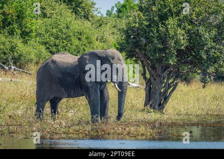 Der afrikanische Elefant steht am Flussufer an einem Baum Stockfoto