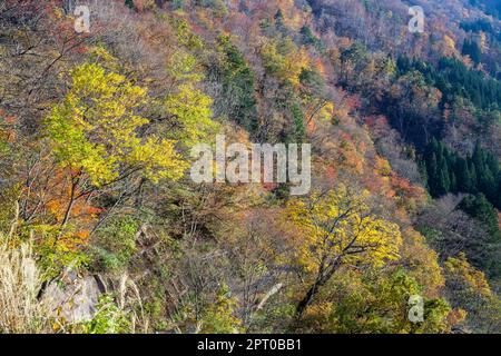 Die berühmten Bauernhäuser im Dorf Shirakawa-go, Japan Stockfoto